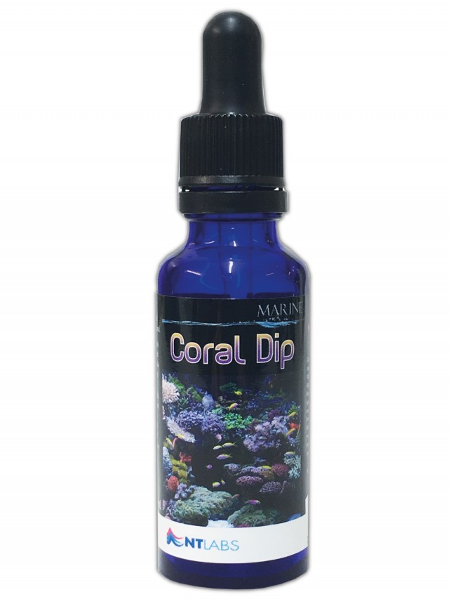 Coral Dip