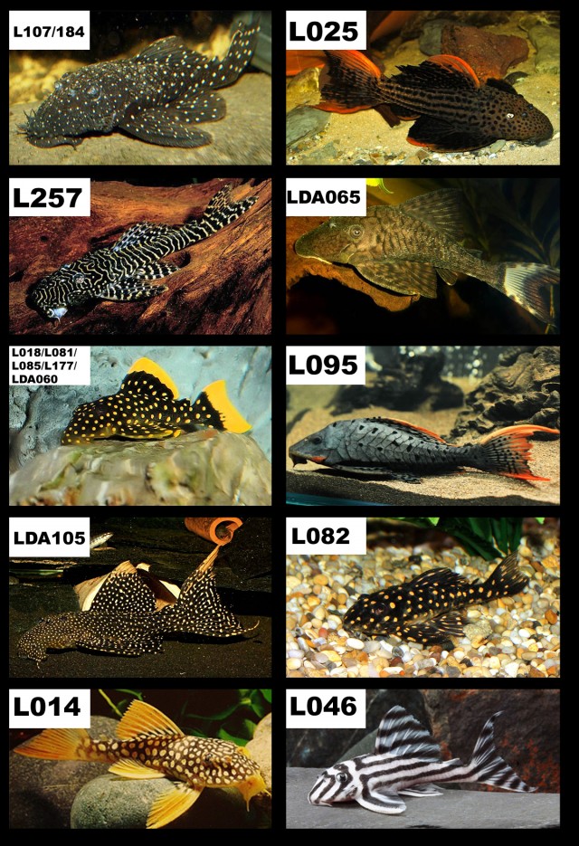 Pleco