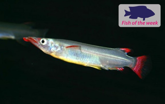 Fish of the Week - Wrestling Halfbeak