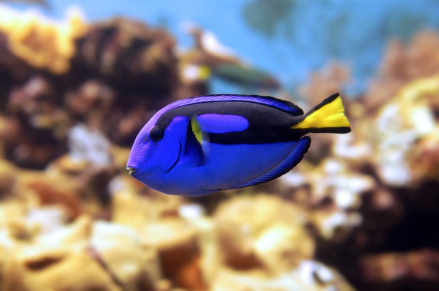 Fish of the week - Blue Tang NT Labs